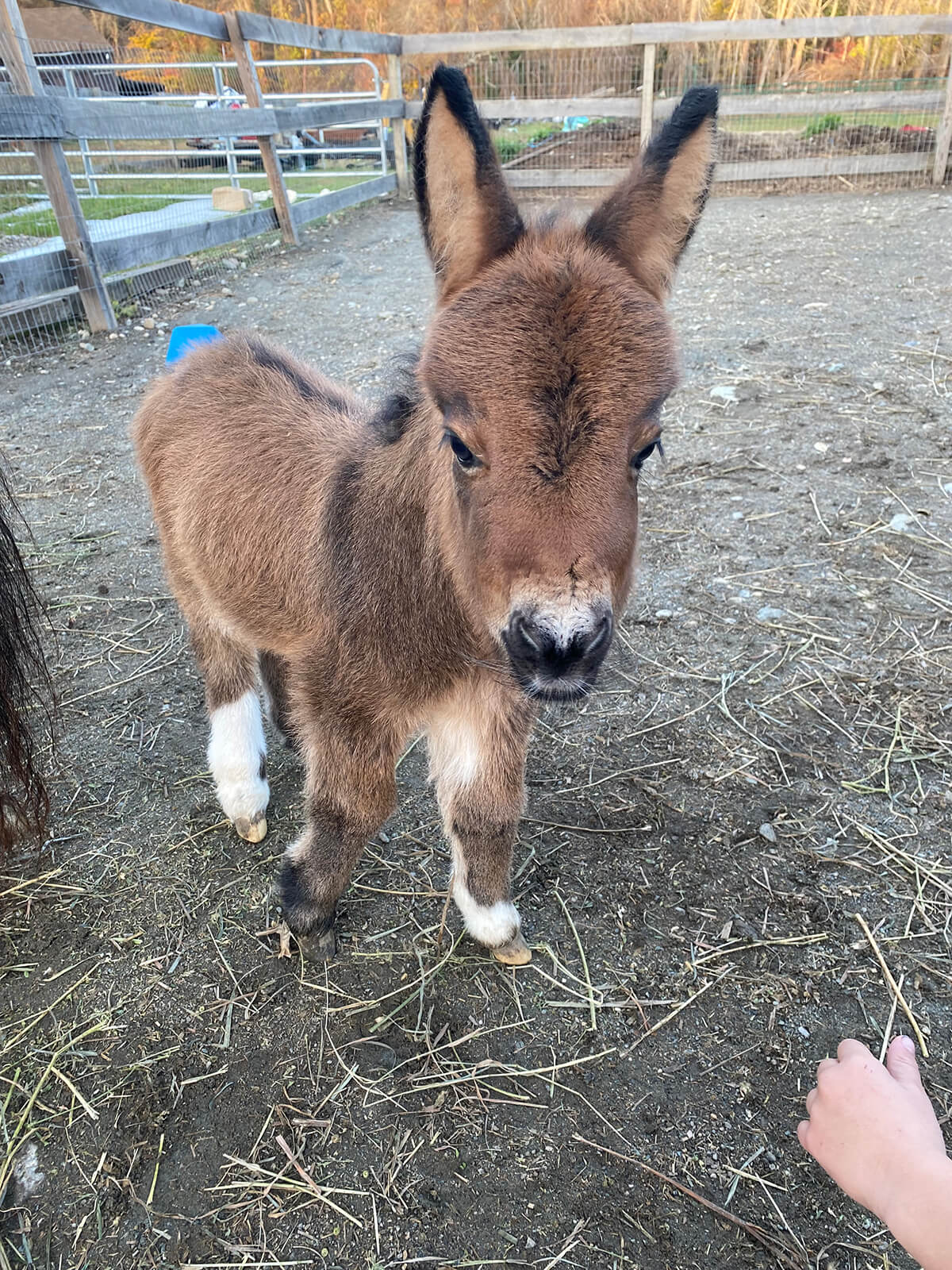 Baby Donkey