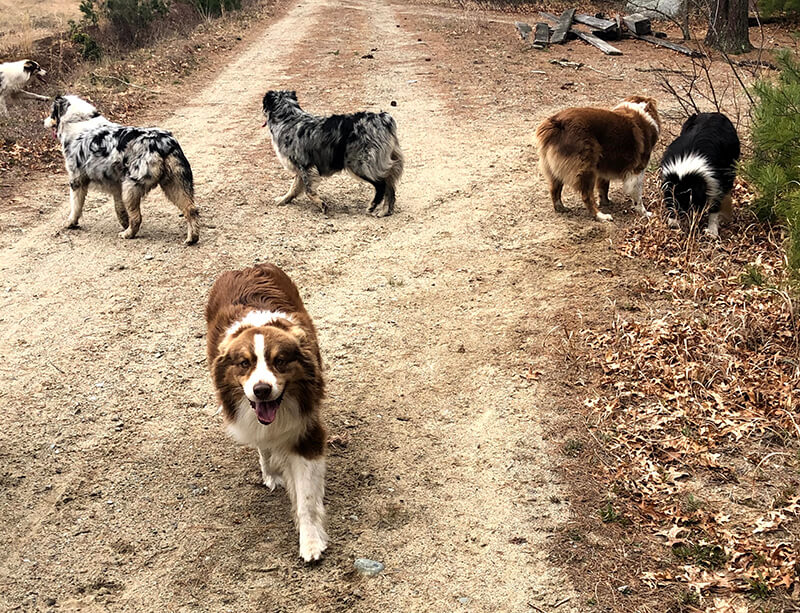 Pack Of Dogs In A Road Pack Of Dogs In A Road